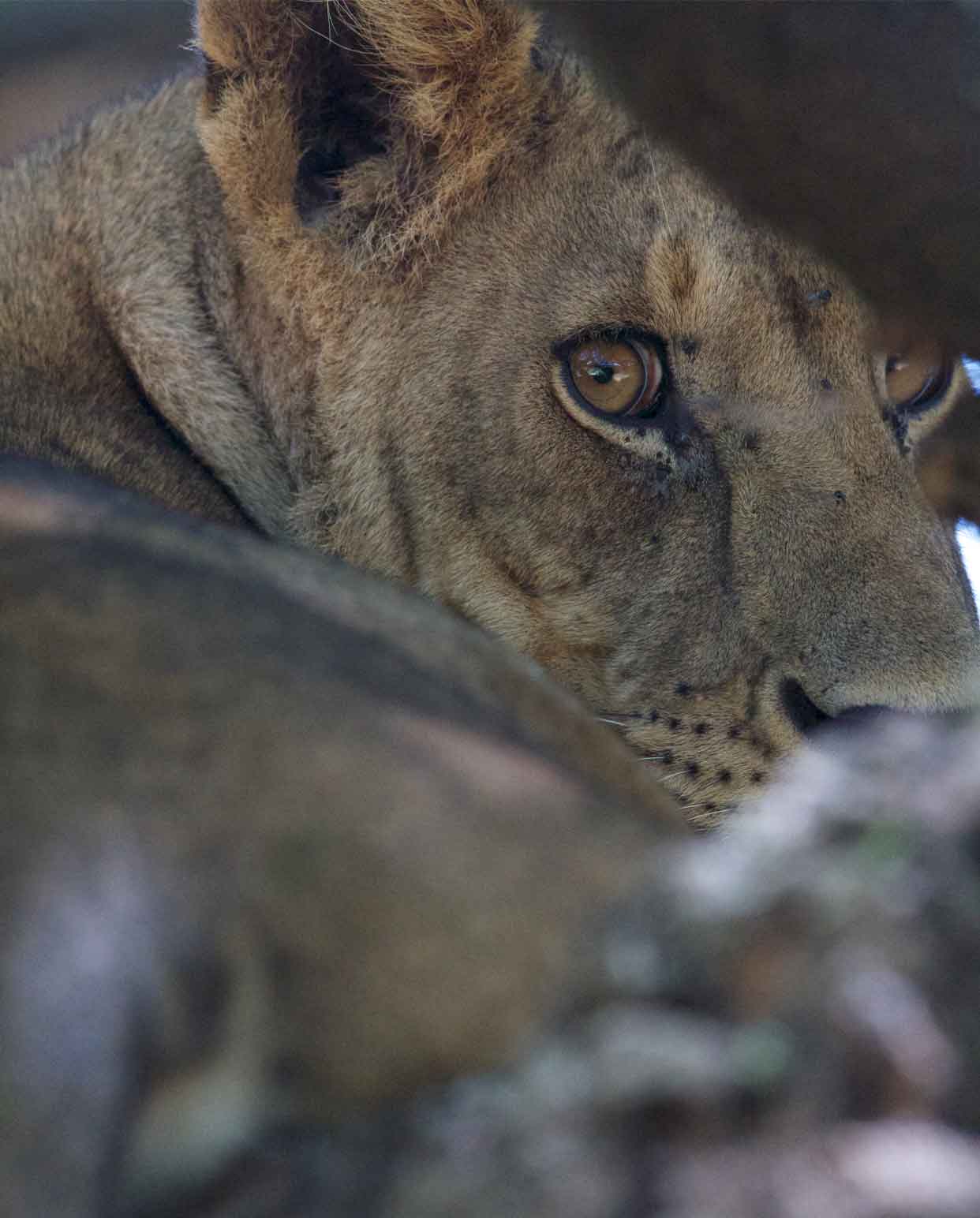 Closeup of a lioness' face 