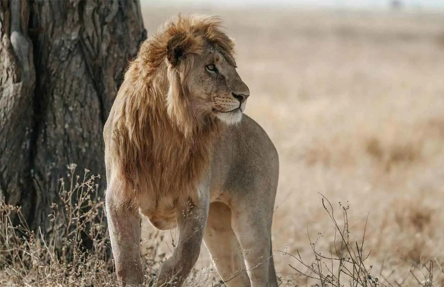 A male lion under a tree looking in the distance.