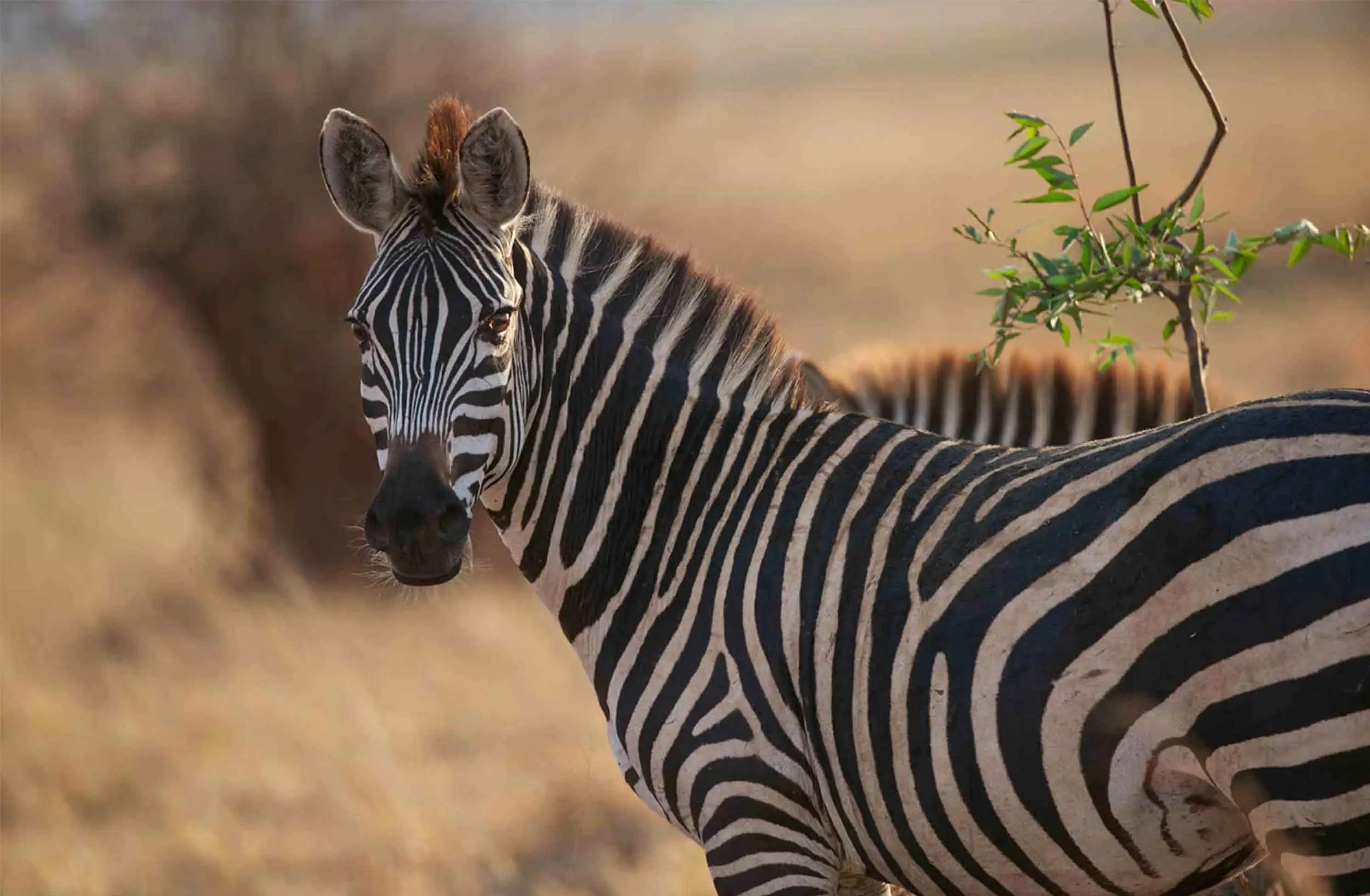 A female zebra looking straight into the photographer's camera. 