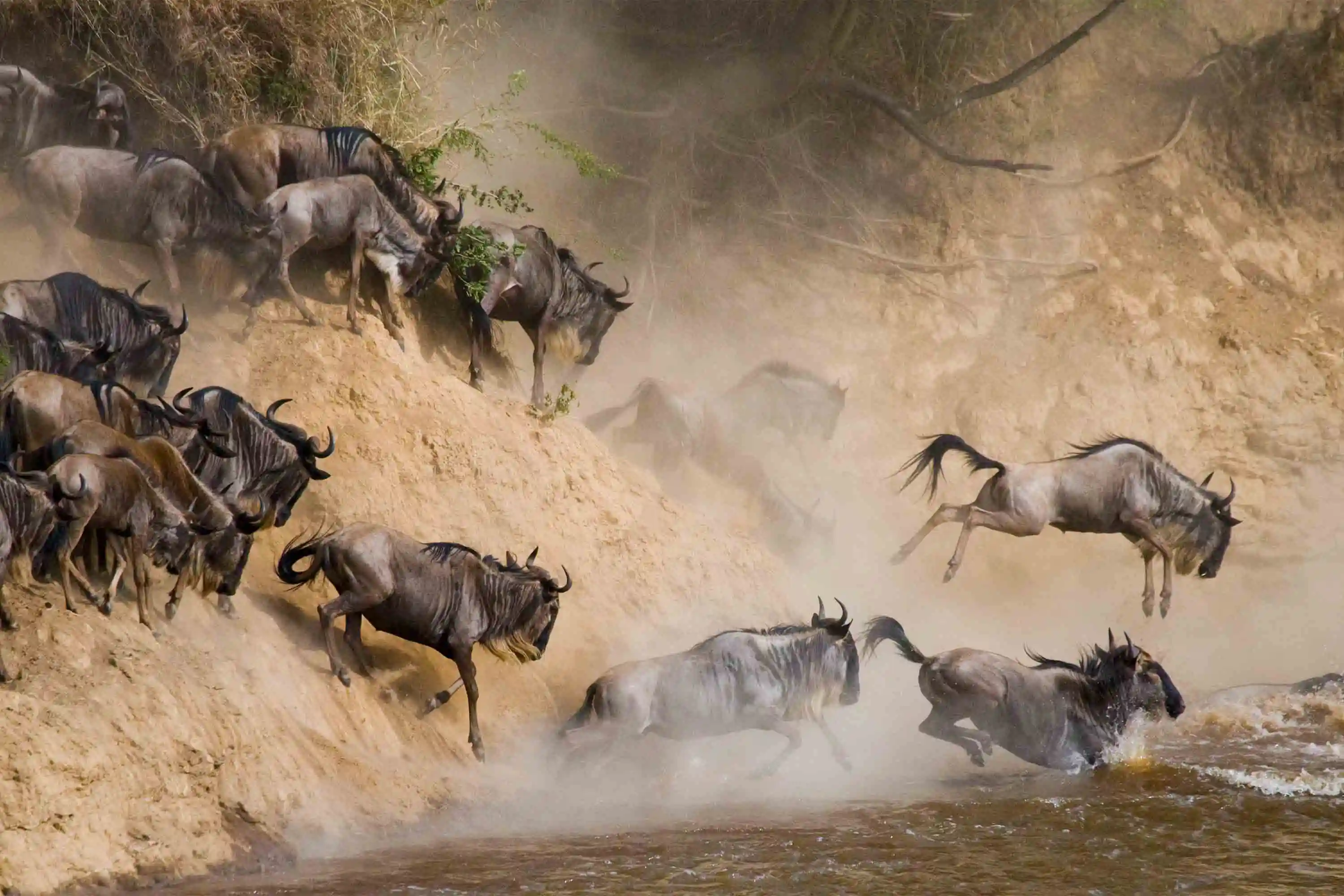 A herd of wildebeests crossing the Mara river during the Great Migration season. 