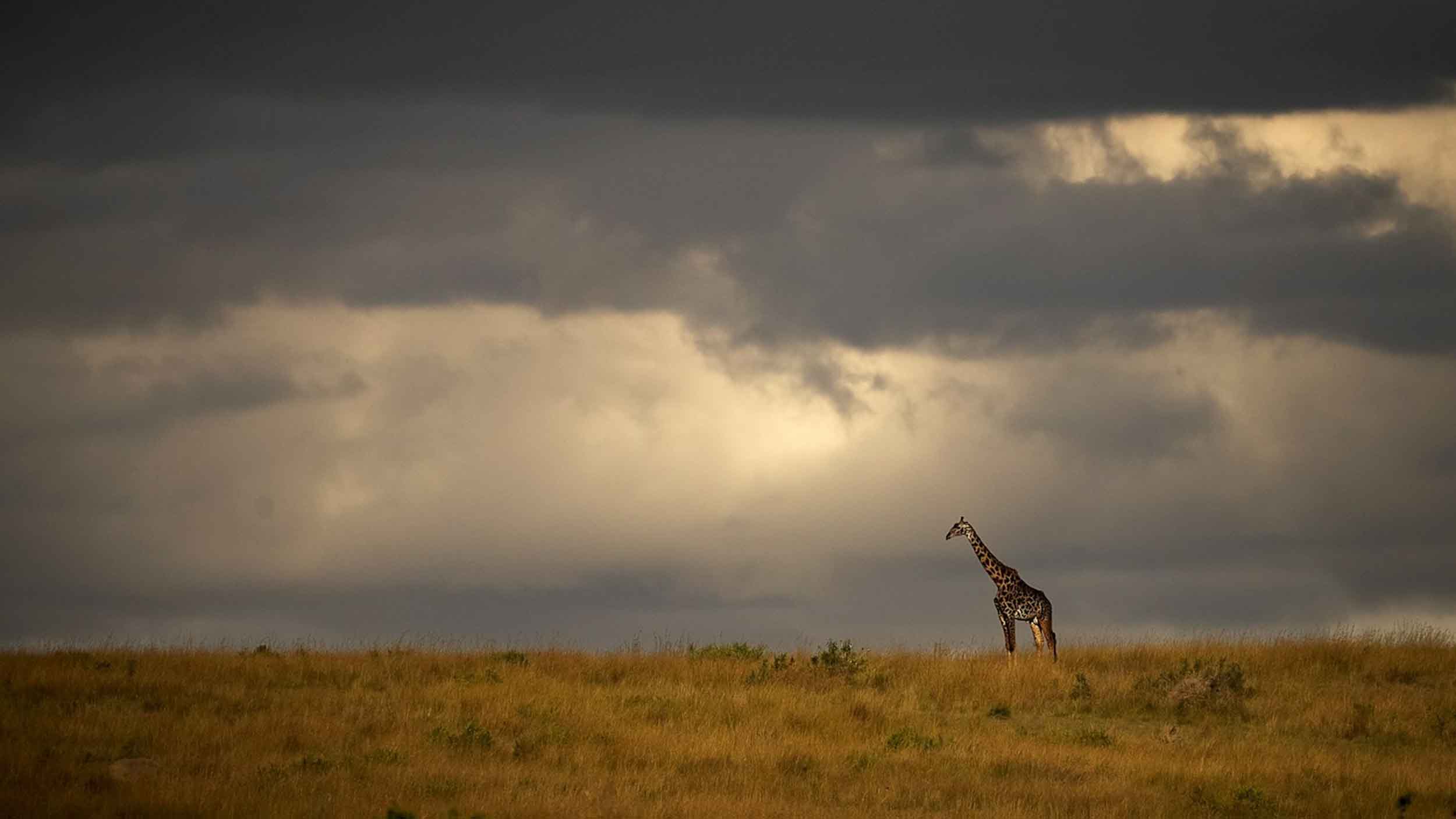 "Twiga" - Tanzania's beloved national animal