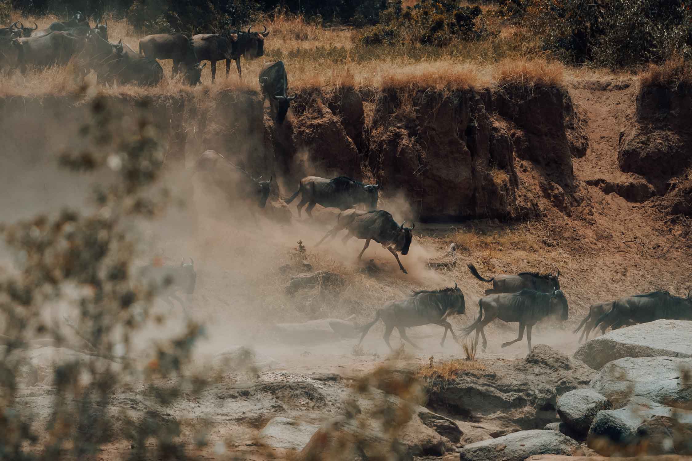 The Great Migration and why it's so special