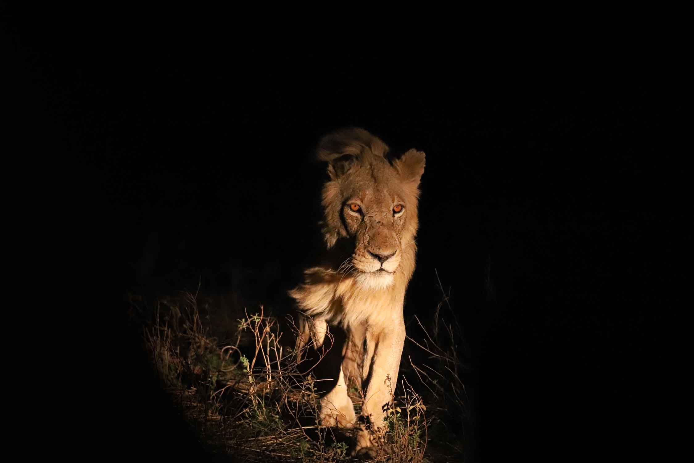 Wild Africa by night